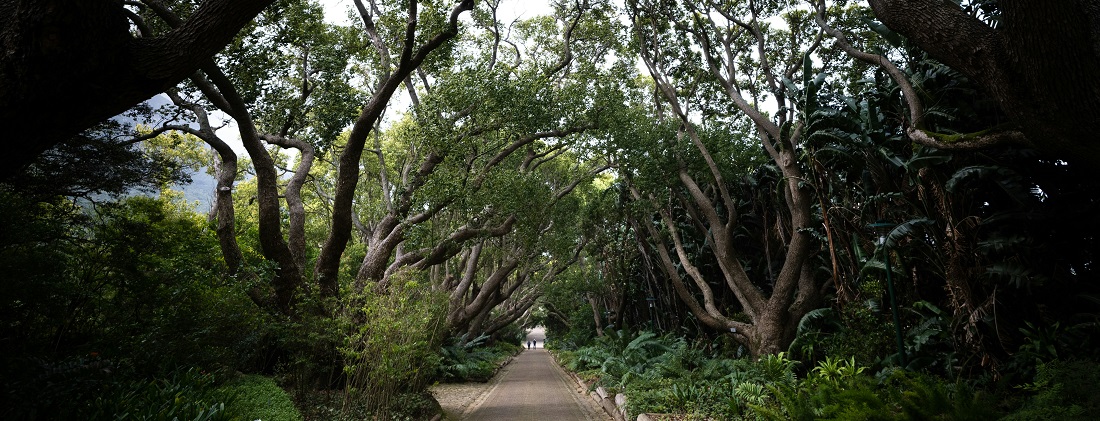 Kirstenbosch National Botanical Gardens by Joshua Kettle