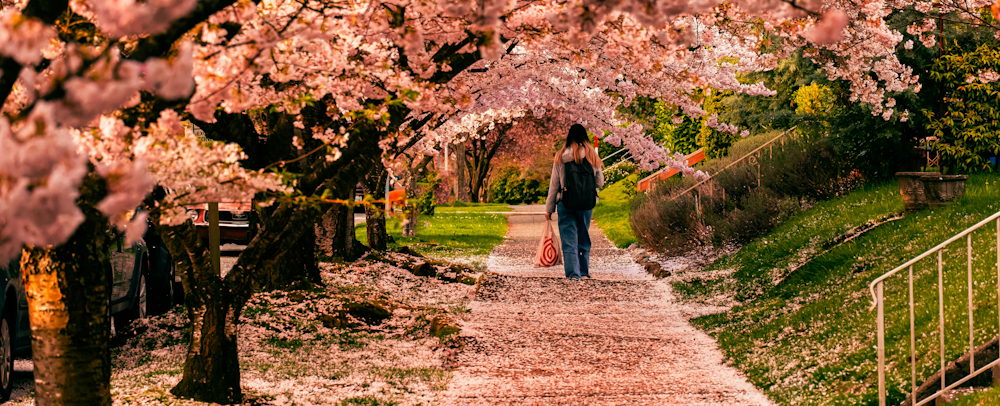 Walking under Sakura Blossoms in Seattle by Kush Dwivedi on Unsplash