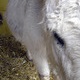Asproulla profile